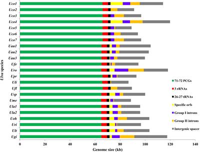 Chloroplast Genomes of the Green-Tide Forming Alga Ulva compressa: Comparative Chloroplast Genomics in the Genus Ulva (Ulvophyceae, Chlorophyta)